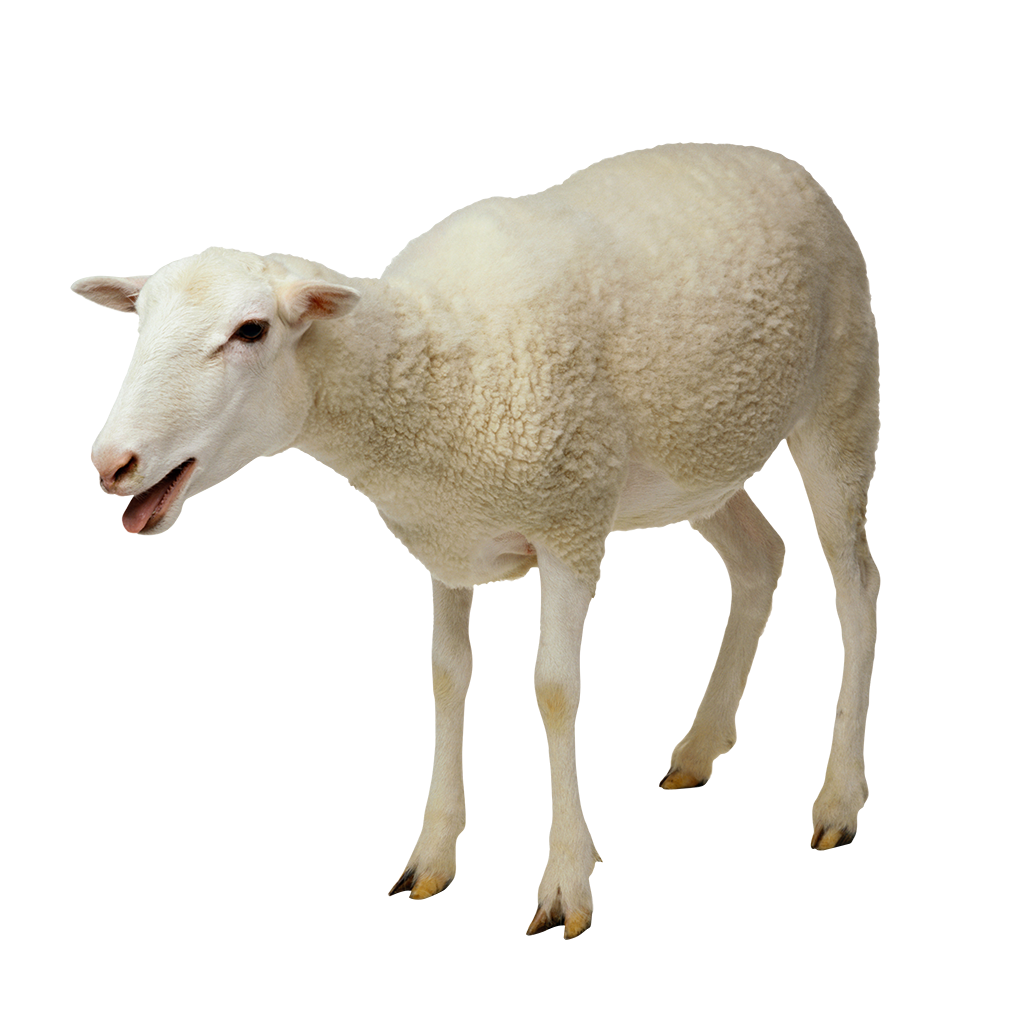 mouton